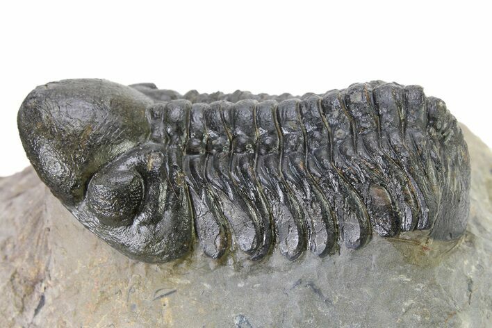 Detailed Reedops Trilobite - Atchana, Morocco #319925